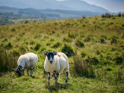 Sheep on Isle of Skye