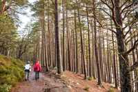 Ancient Scots Pine Forest