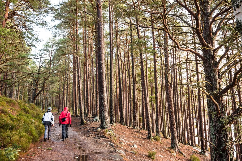 image of Highlight Ancient Scots Pine Forest