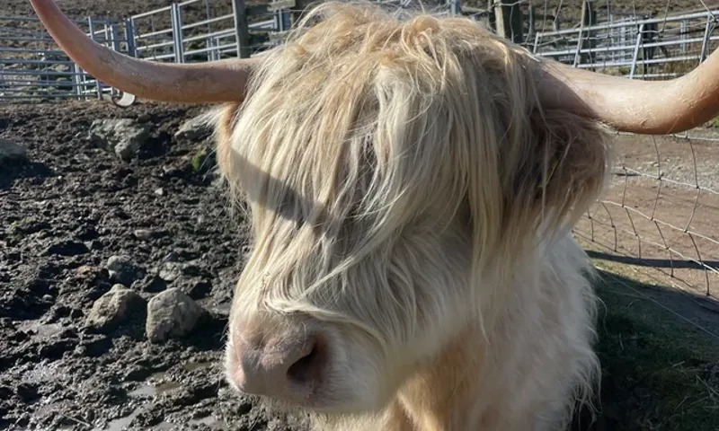 Happy Coos Day! ! 🐮