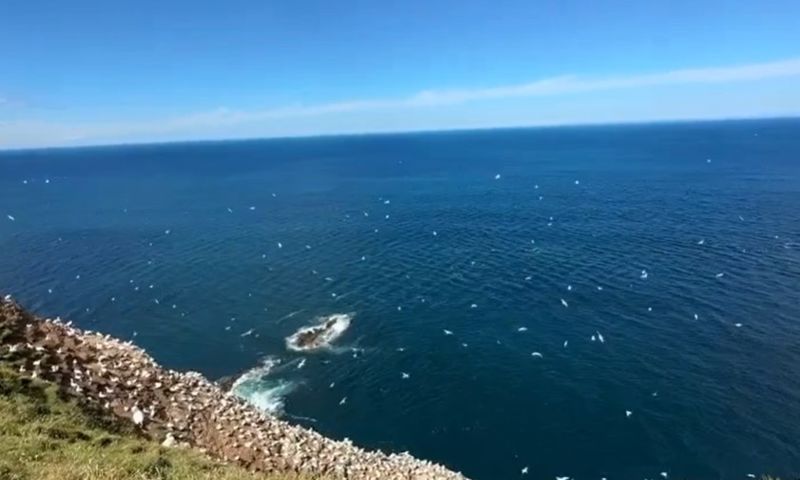 Sound on! 🔉 When we said ‘birdlife’, we meant it 🤩 By  📽️ by @highlandadventureswithemma