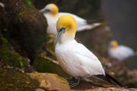 Seabirds & Coastal Wildlife