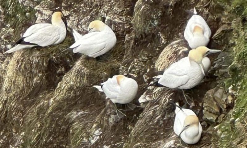 "Birds Birds Birds! Our day trip to Moray today was windy and wet but that didn’t stop us seeing some wonderful wildlife. Gannets and Razorbills sheltering from the cold 🥶 🦅 🌬️ "⁠ ⁠ 📷 by @highlandadventureswithemma