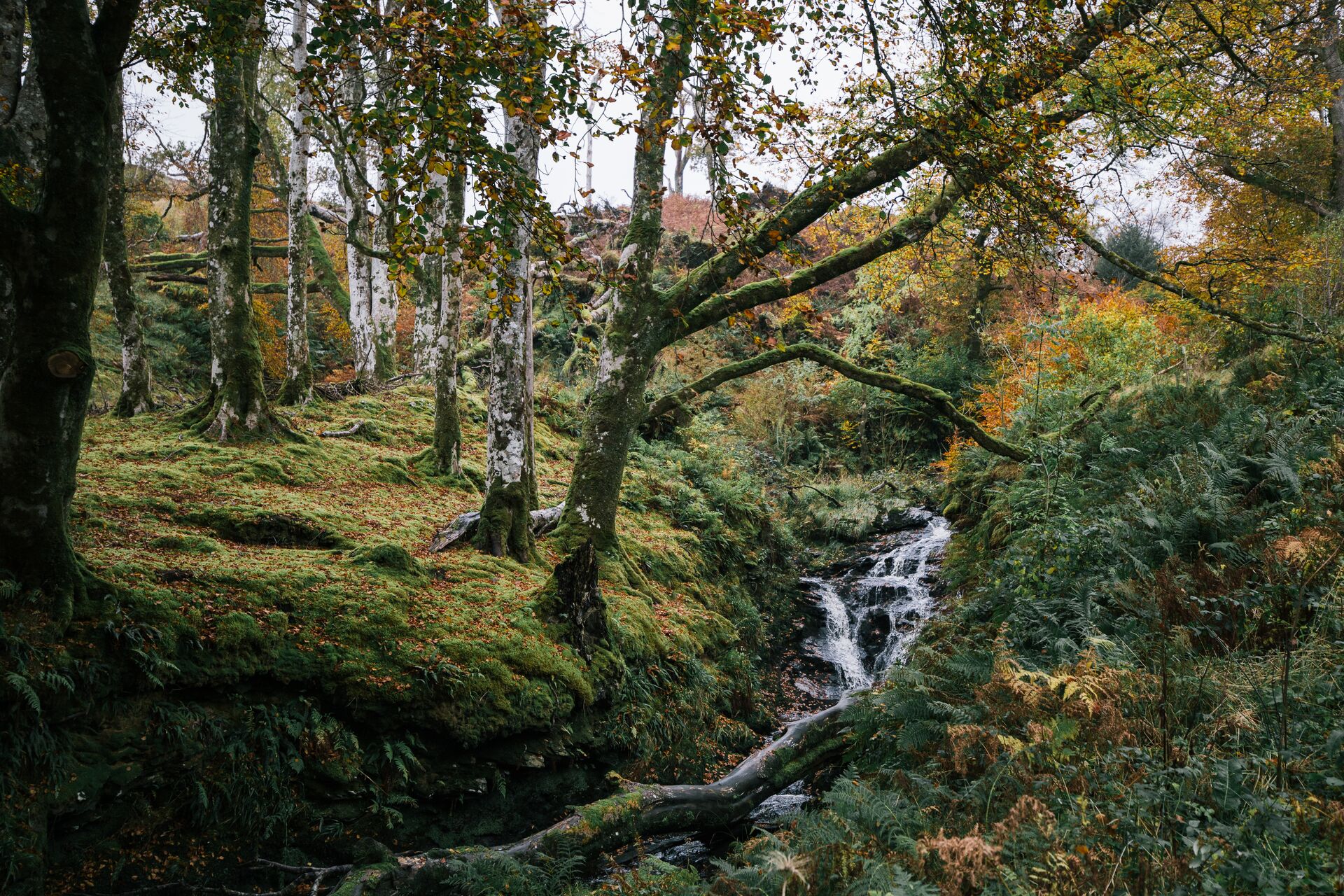 image of Highlight Tormore Community Forest