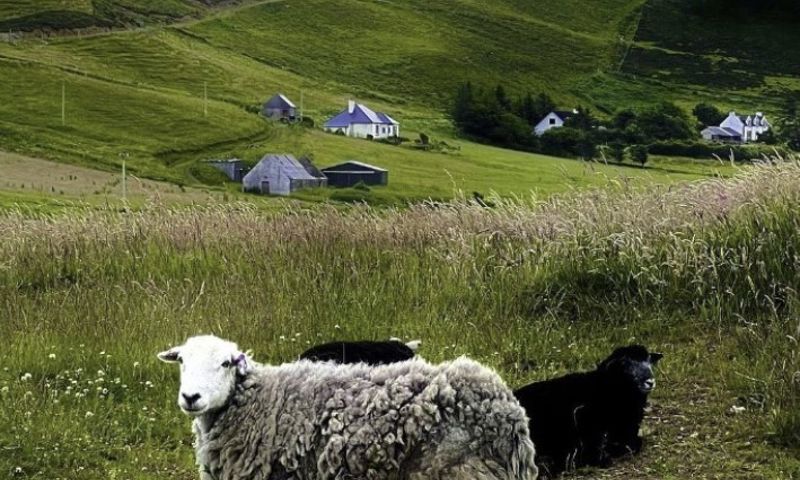 ⁠ 📸 captured by @simone_n_watson 🐑⁠