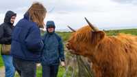 Highland Cow
