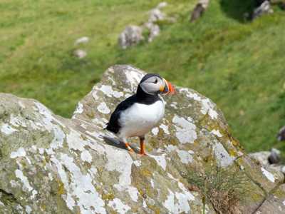 Atlantic puffin resting on grassy land near John O'Groats